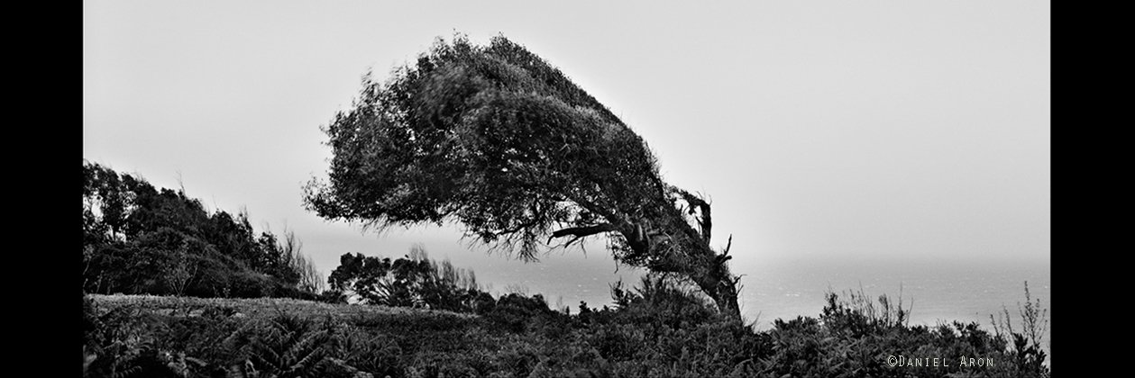 Daniel Aron banner