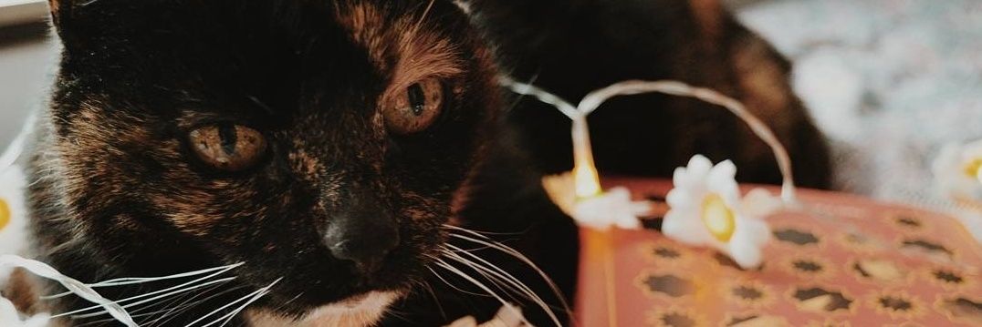 Esmay 📖⚡️ banner