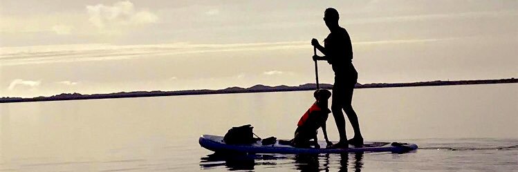 Shay Shanahan banner