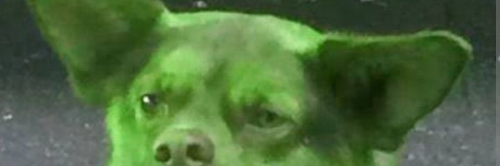 El PERRO Verde.. 🦮 banner
