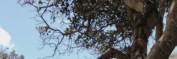 Torecto🌴 banner