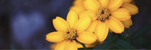 Kelly_Houpt Profile Banner