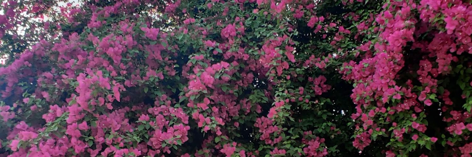 Natasha_Sngh's profile banner image