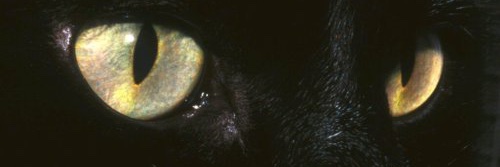 sotolingini's profile banner image