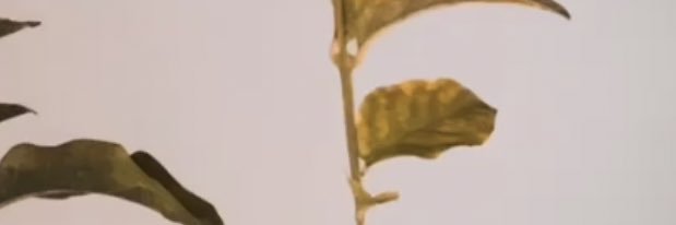 نورة القحطاني banner