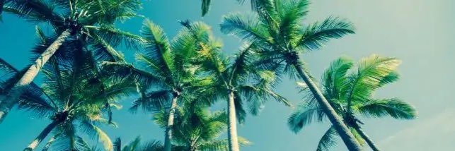 Stefler974 banner