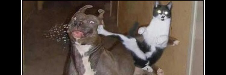 Daniel Lapusso banner