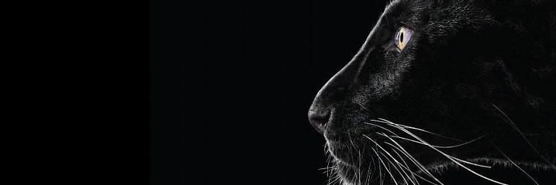 Marco_Goitia's profile banner image