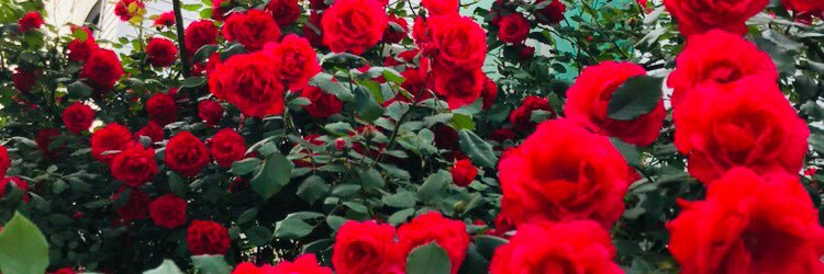 Rover 방울 🫧 banner