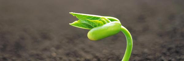 saladskills Profile Banner