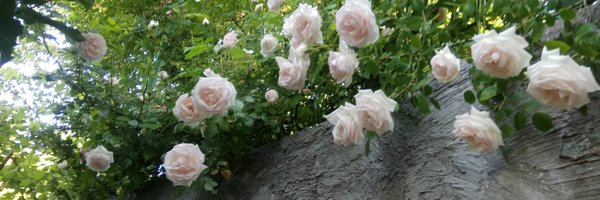 elena_p2017 Profile Banner