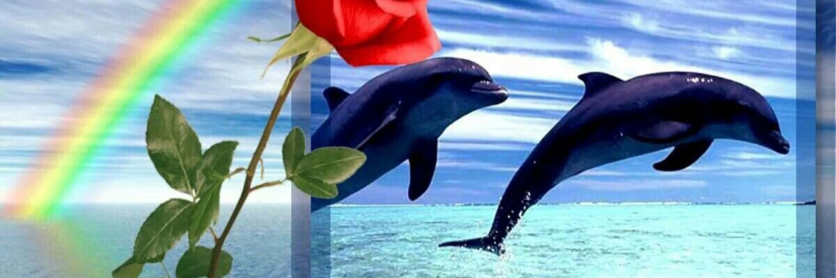 slowhale's profile banner image