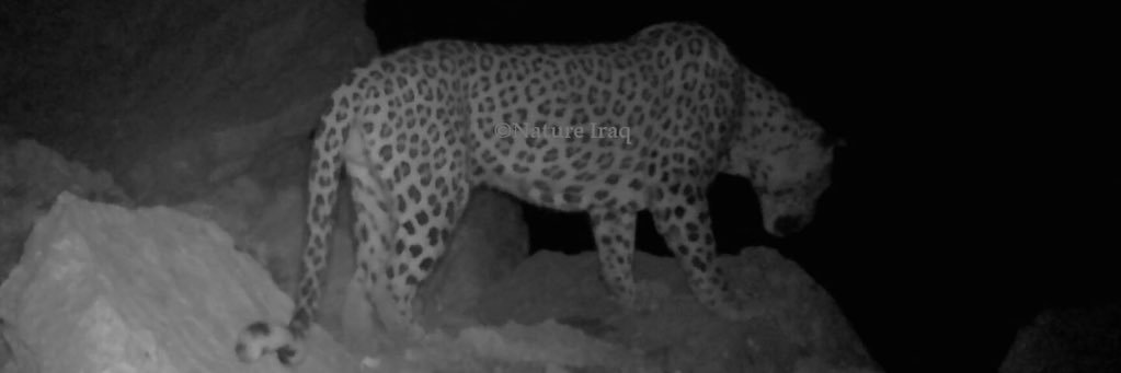 Leopard Conservation banner