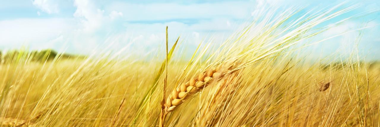 Сергій Савка's banner