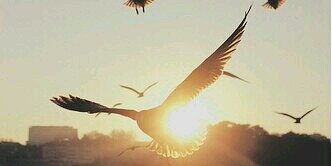 شاهي منعنع banner