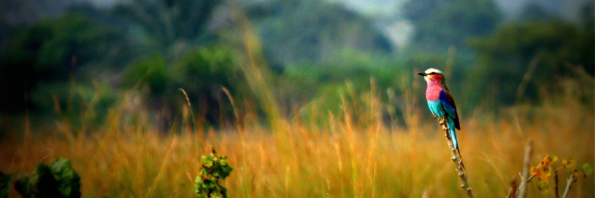 GratefulSlug13's profile banner image