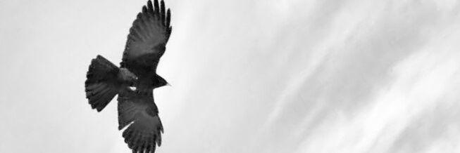 nitinpatte's profile banner image