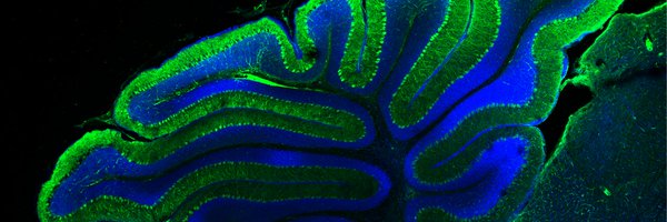 thelorenzolab Profile Banner