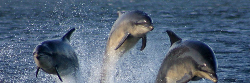 DolphinWatch UMCES banner