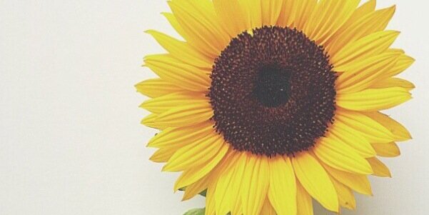 Ja_Neece's profile banner image