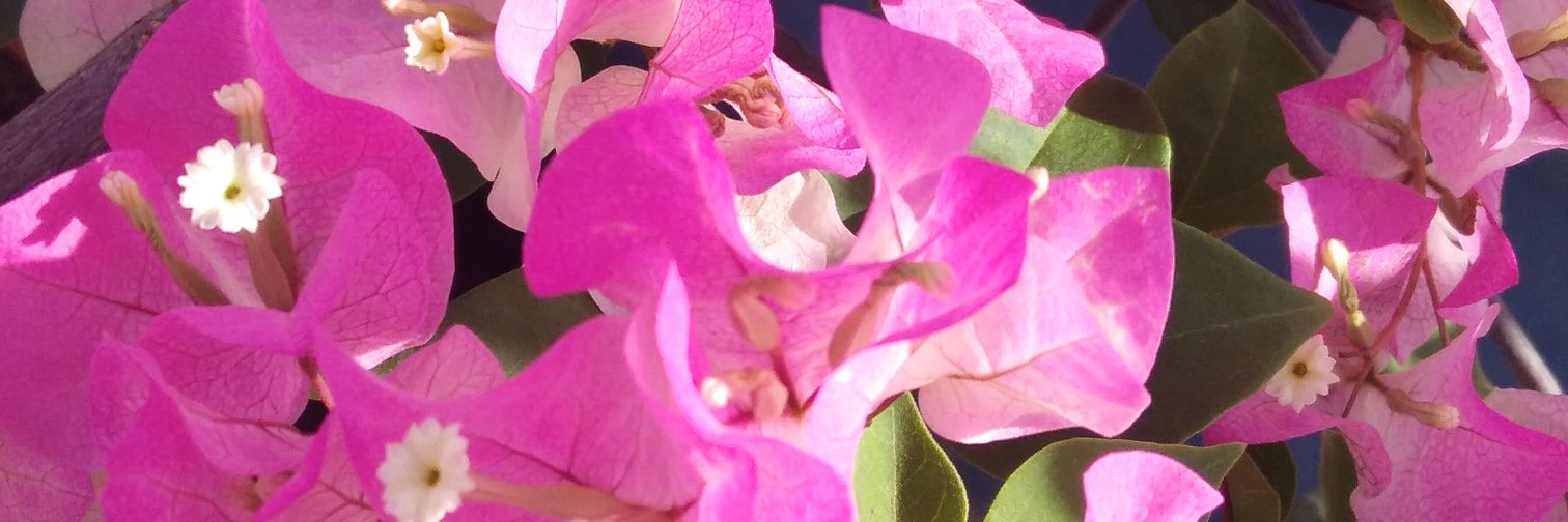 florangelcb's profile banner image