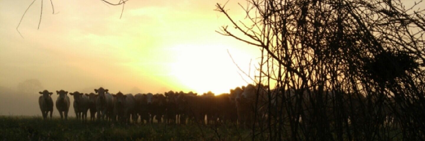 LaneSamples's profile banner image