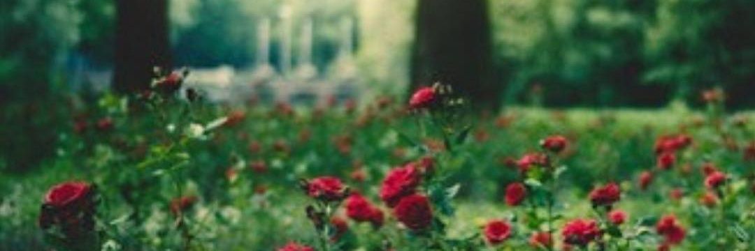 smalrose's profile banner image