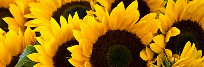 мурмурація banner