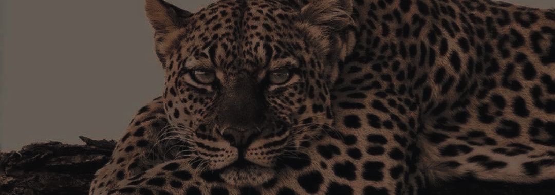 hzberkk's profile banner image