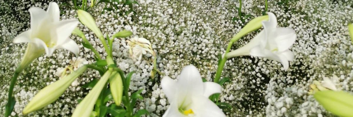 vaviviza's profile banner image