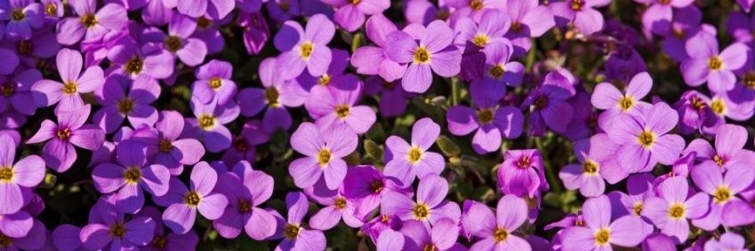 KSashay's profile banner image