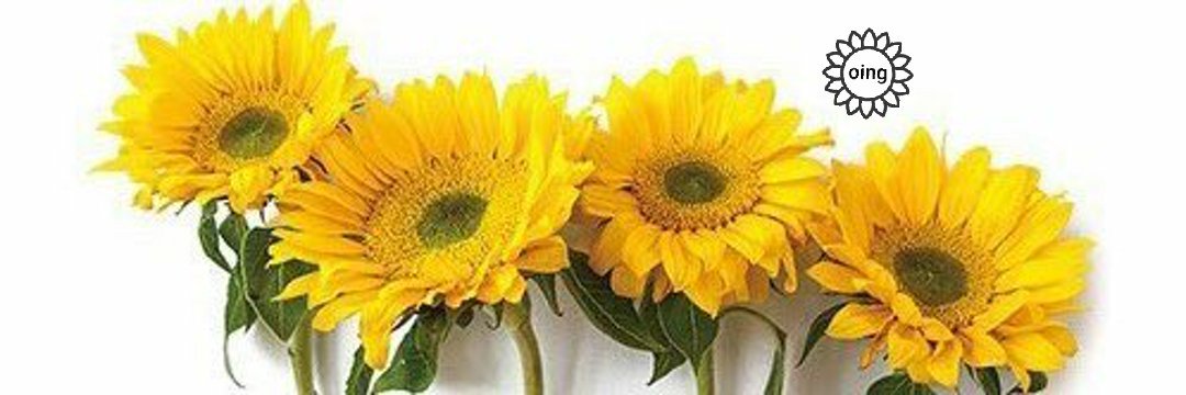 우월(oing)🌻 banner