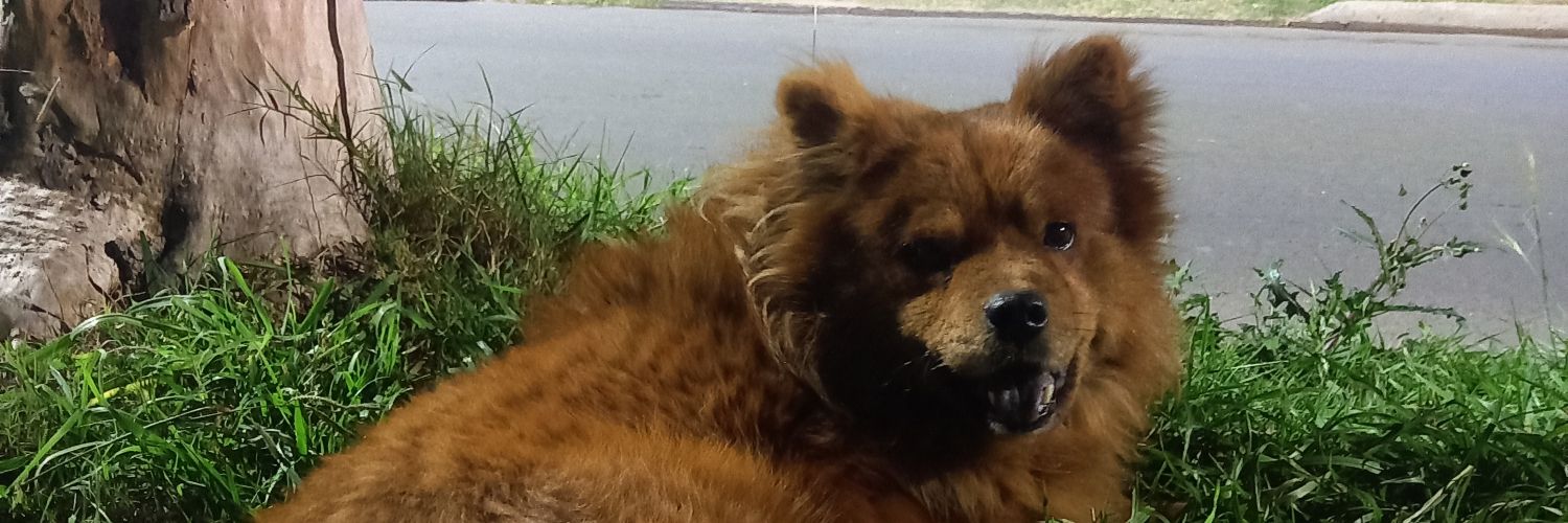 agusarroyoo1's profile banner image