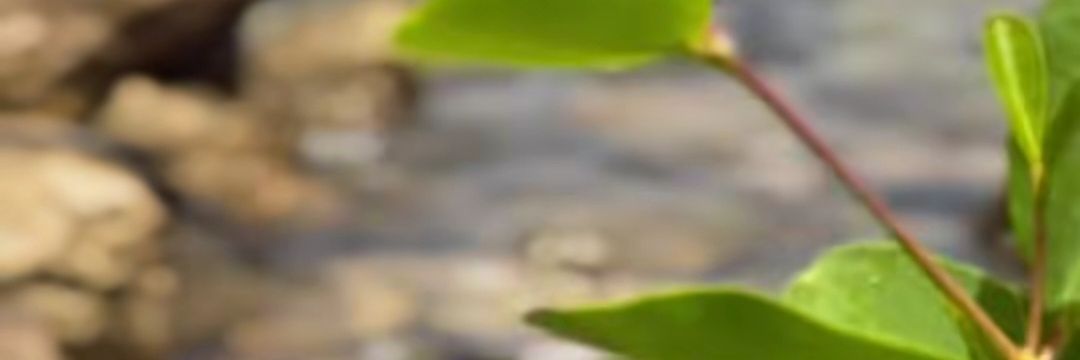 AleMagicShop777💜💜💜💜💜💜💜 banner