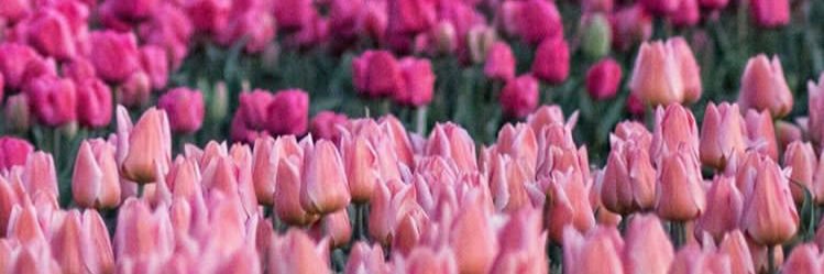 thenadya_'s profile banner image