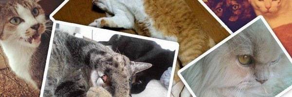 como_ Profile Banner