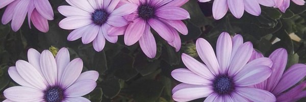 Louneey Profile Banner