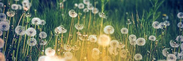 JALMacArthur Profile Banner