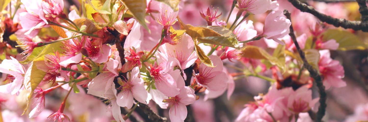 ringochan_04's profile banner image