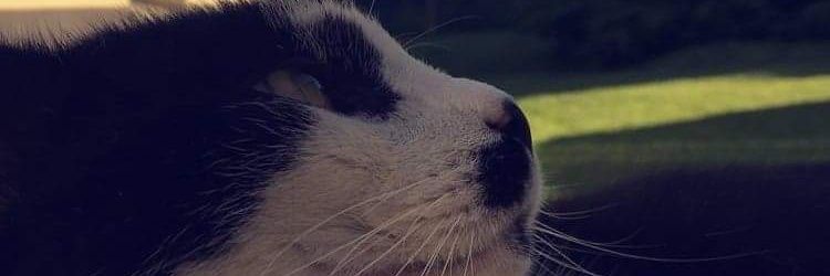 ocepcqr's profile banner image