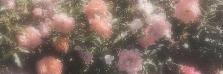 AlaaAbdulhakam's profile banner image