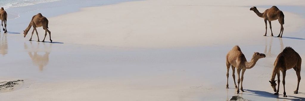Alyafa2's profile banner image
