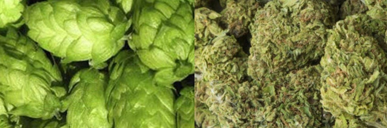 Cannaborous's profile banner image