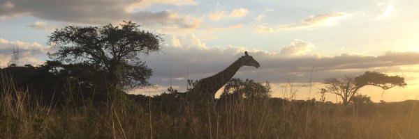 IleneMachiva Profile Banner