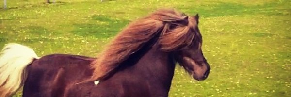 CamelfordS Profile Banner