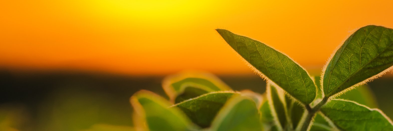 GrainPhD banner