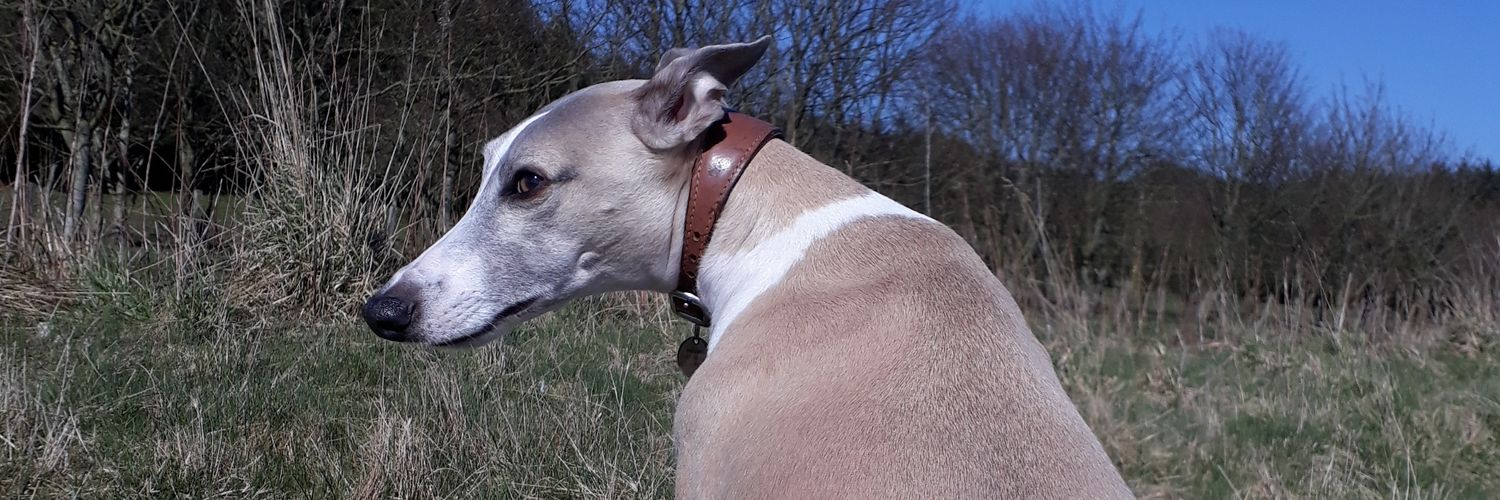 Billy Gordon 🏴󠁧󠁢󠁳󠁣󠁴󠁿 banner