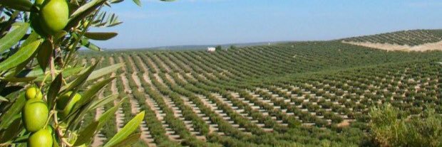 sawdari's profile banner image