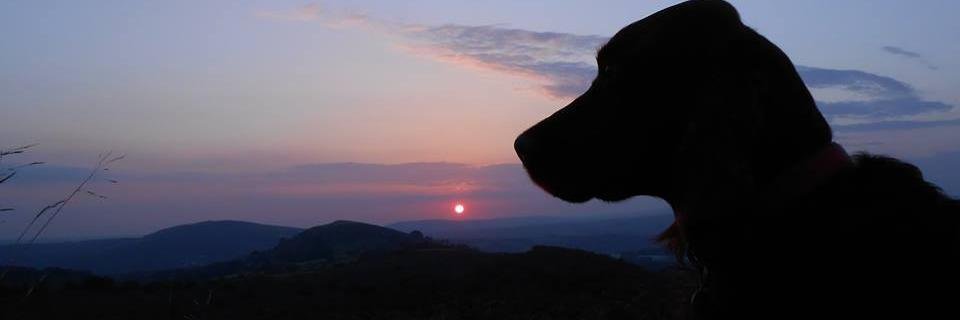 Anthea_Crowe's profile banner image