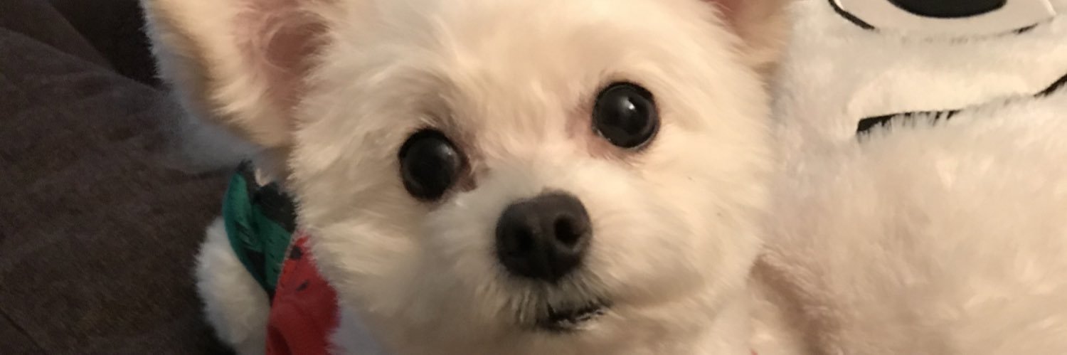supipi banner